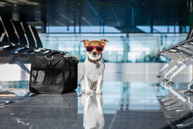 De Ideale Reisapotheek voor Honden