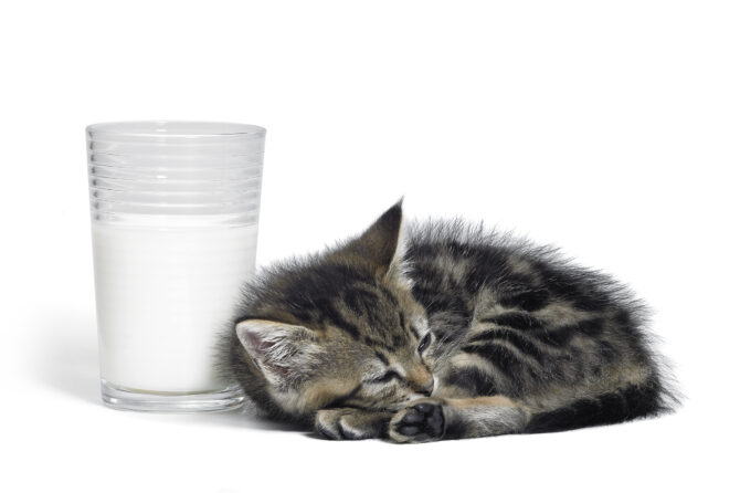 Mag ik mijn kat gewone melk geven?