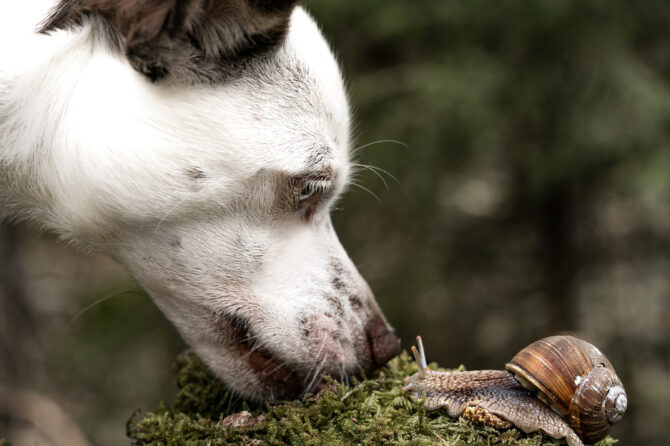 Zijn naaktslakken gevaarlijk voor honden?