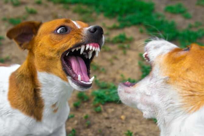 Agressie bij honden