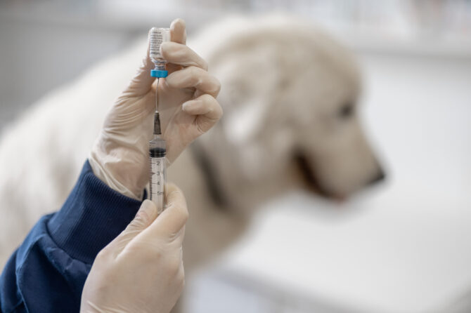 Vaccinatie bij honden