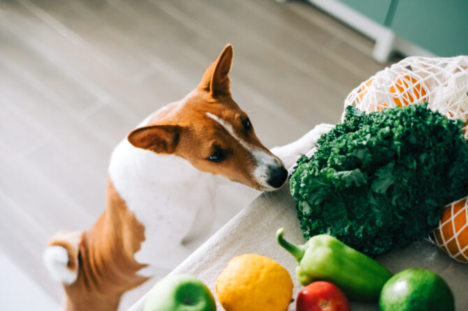 Mag je hond groenten en fruit eten?