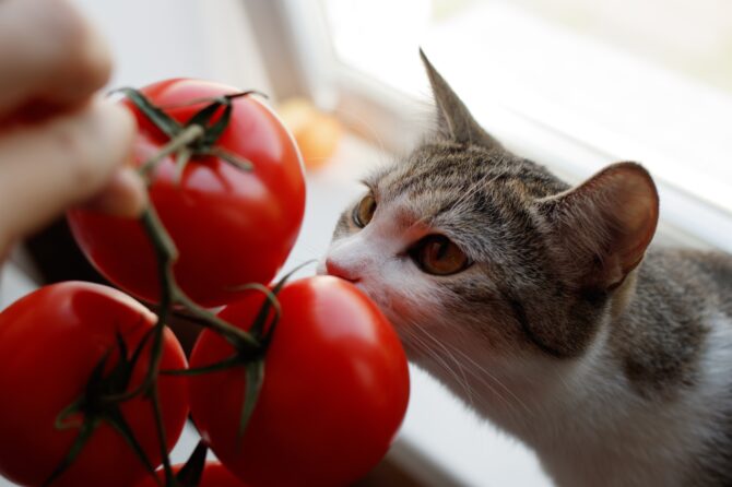 Zijn tomaten giftig voor katten?