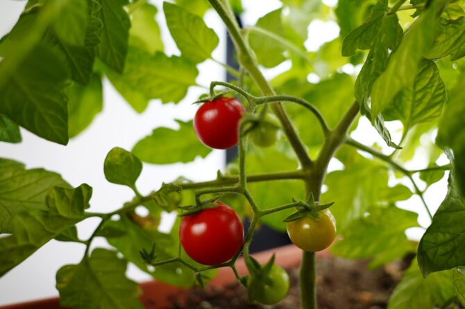 Waarom zijn groene tomaten giftig voor honden?