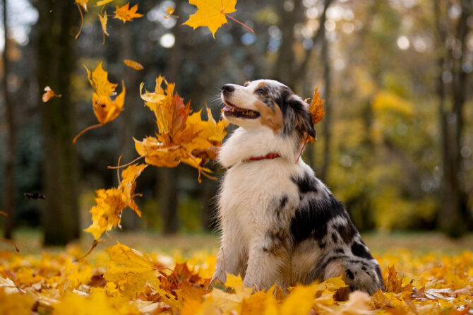 Herfstgevaren voor je hond