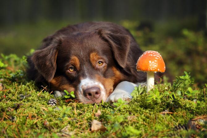 Giftige paddenstoelen voor honden