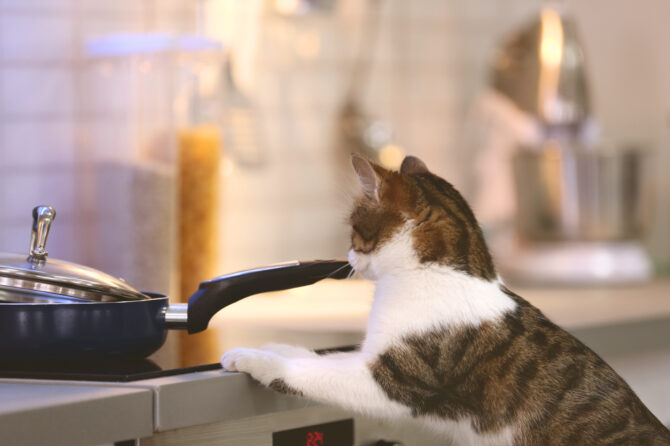 Wat te doen als je kat op een hete kookplaat springt?